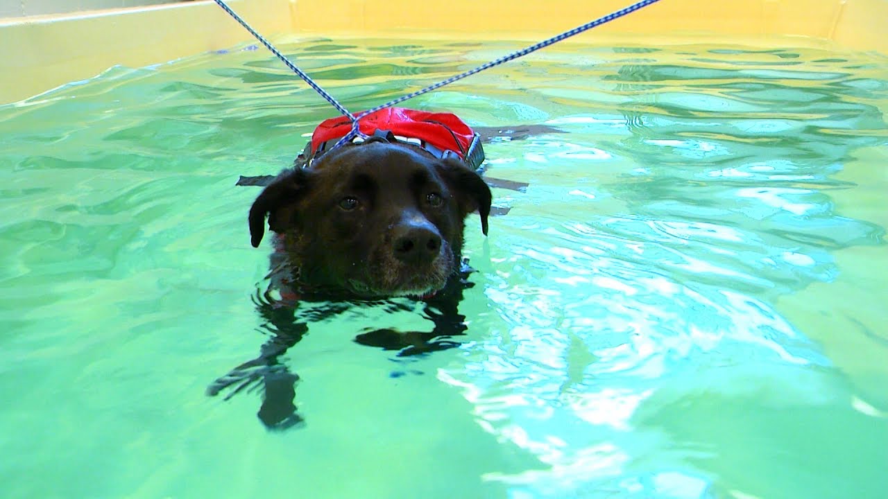 Canine Rehabilitation Center at Iowa State gets dogs back on their paws fast
