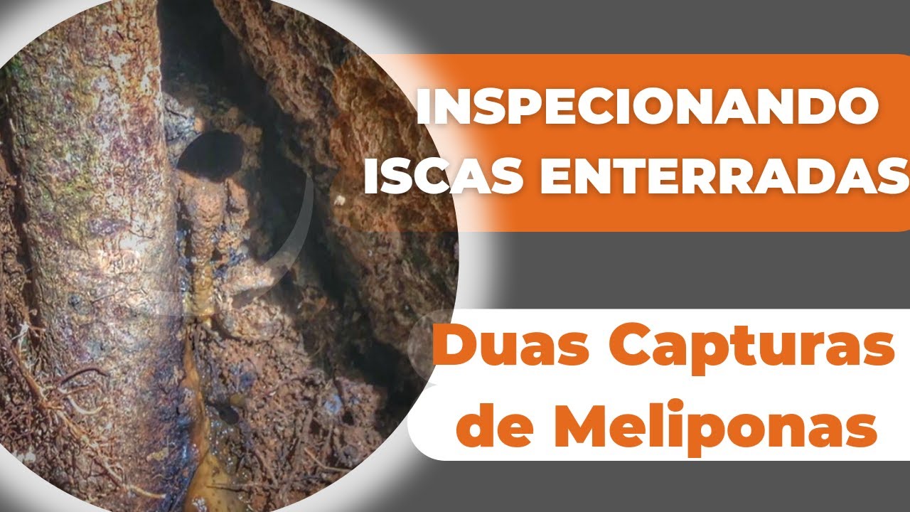 Inspecionando Iscas Enterradas - Mandaçaia Capturada.