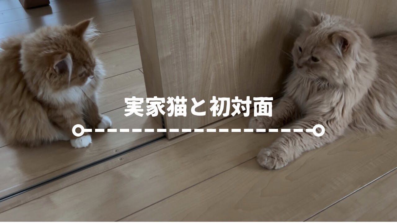 帰省vlog:実家猫とバトル