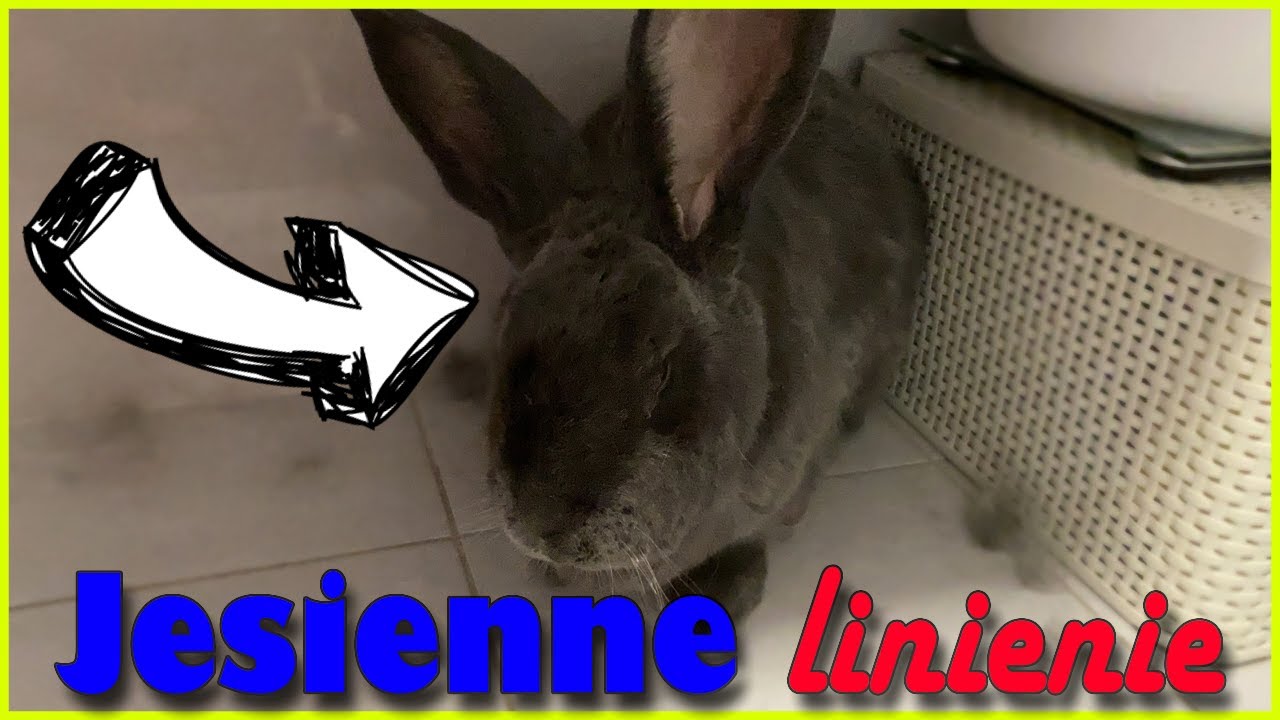 VLOG - czesanie królików miniaturek i hodowlanych