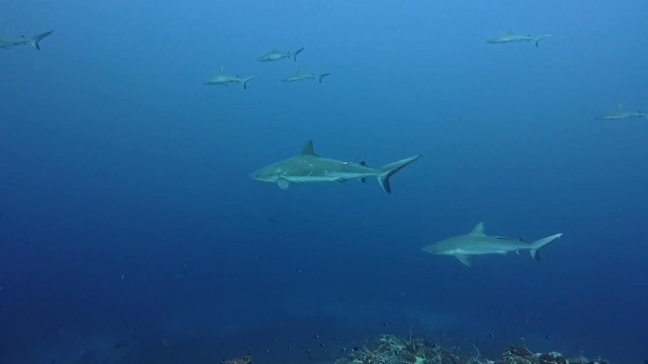 石垣島