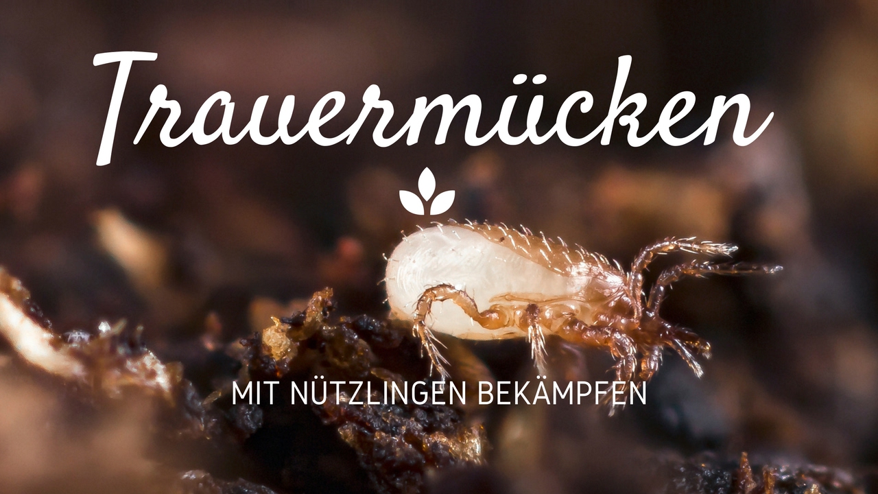 Trauermücken mit Nematoden und Raubmilben bekämpfen