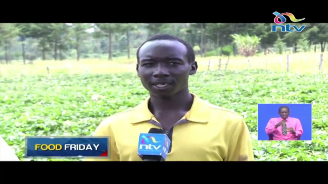 Food Friday: Youth in Nandi reap big from sweet potato farming