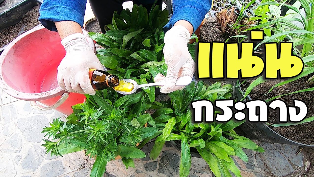 ปลูกผักชีฝรั่งให้งามแน่นกระถางได้ไม่ยากใช้สูตรนี้