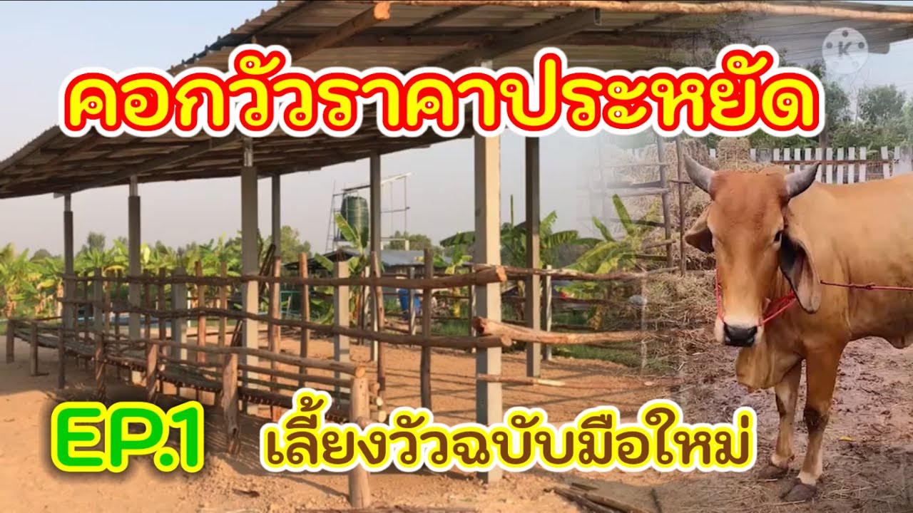 คอกวัวราคาประหยัด แบบละเอียด เลี้ยงวัวฉบับมือใหม่ Ep.1|หัวไร่ปลายนาฟาร์ม|Cowshed #คอกวัวราคาประหยัด
