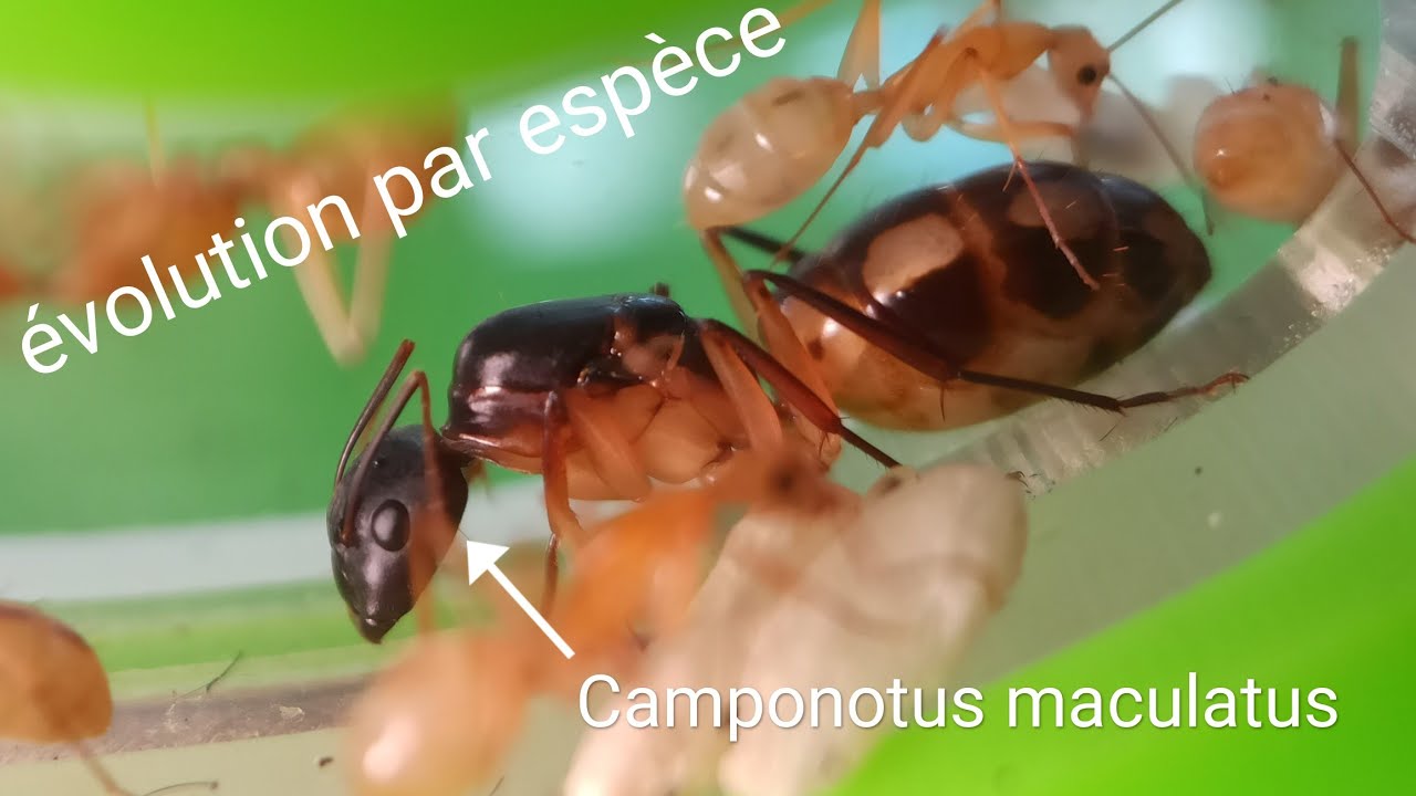 évolution depuis le : Camponotus maculatus!