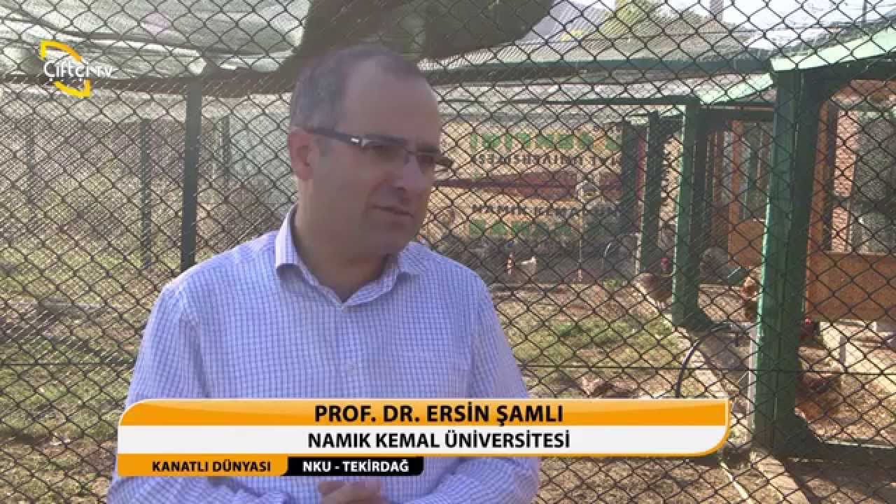 KANATLI DÜNYASI - SERBEST TAVUK YETİŞTİRİCİLİĞİ - TEKİRDAĞ