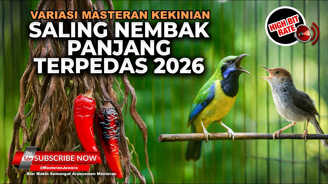 🔴 Live Terbaru Masteran Murai Batu Roll Speed Tembakan Cucak Cungkok Gacor vs Prenjak Betina Tir Pan