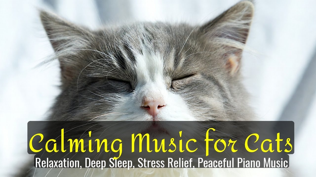 LIVE Cute Cat Nap Video for Deep Calm and Sleep 💤 | Season 72