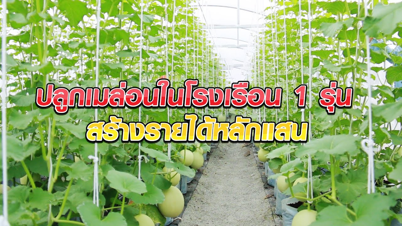 ปลูกเมล่อนในโรงเรือน 1 รุ่น สร้างรายได้หลักแสน