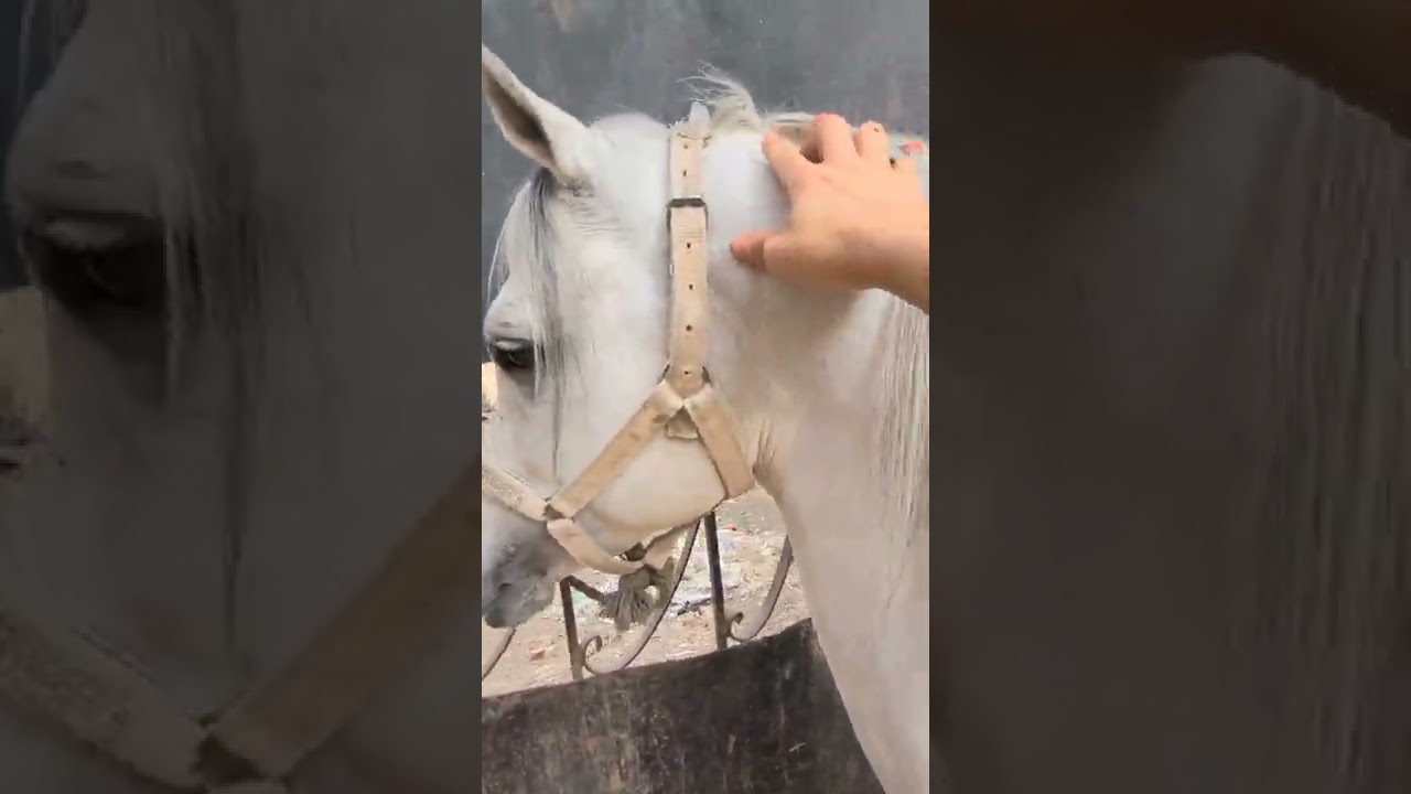 الاهتمام بشعر الخيل