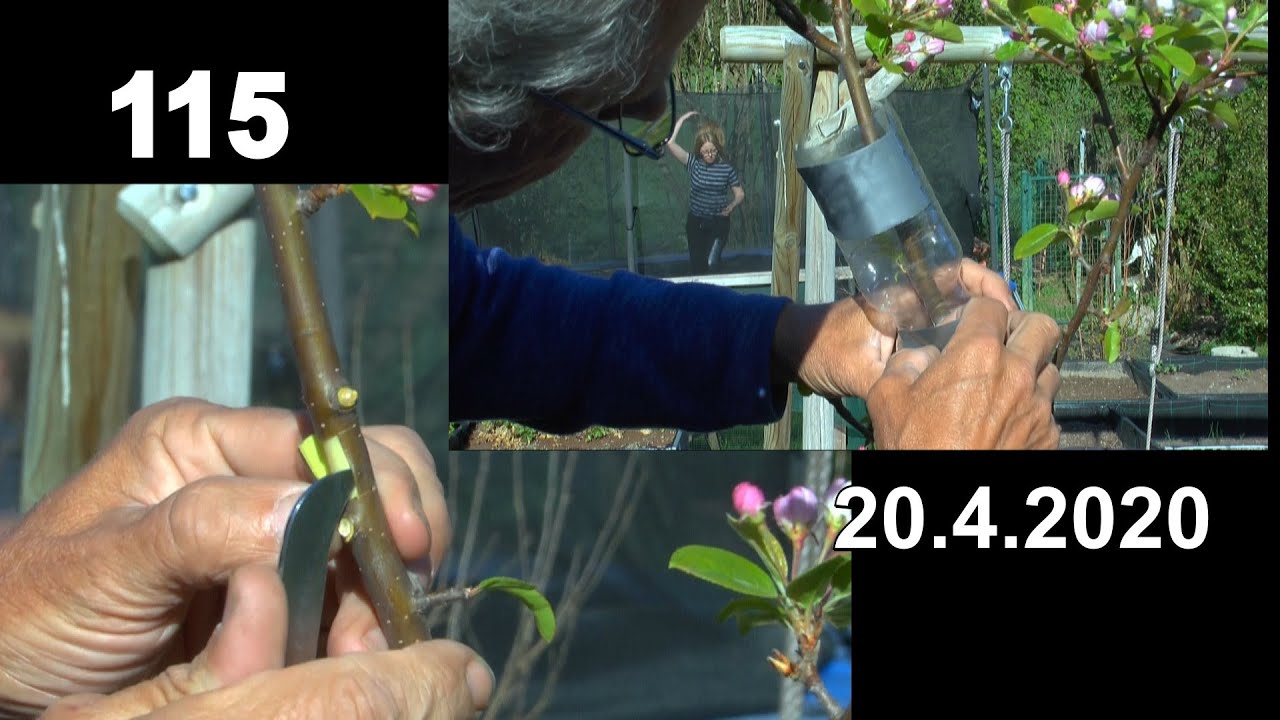 Apfelbaum Malus die Abmoosung des Apfelbaum zu einem Bonsai Start 20 4 2020