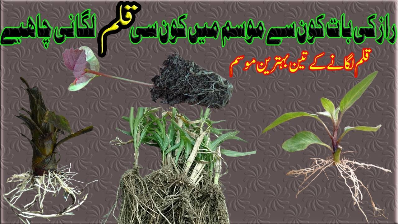 The secret is which cutting should be grow in which season | three best seasons for planting