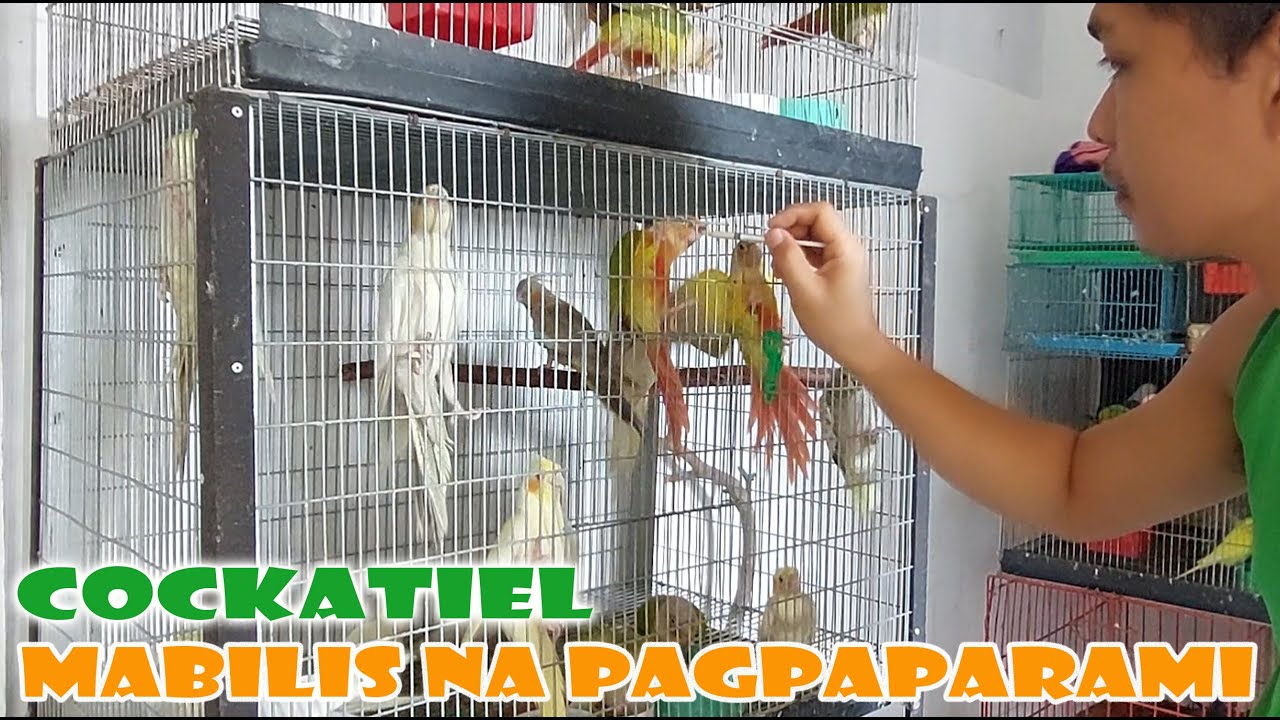 MABILIS NA PARAAN SA PAGPAPARAMI NANG COCKATIEL