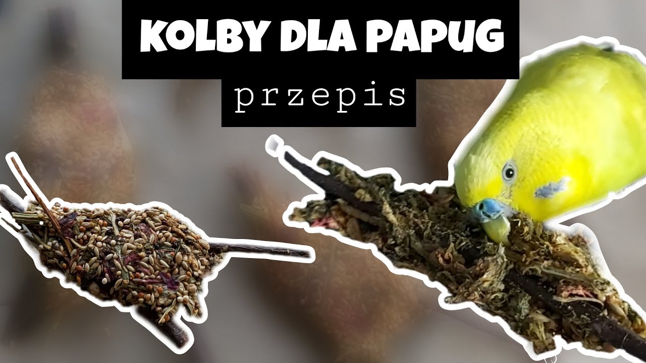 KOLBY DLA PAPUG - przepis (bez mąki, jajek i miodu)