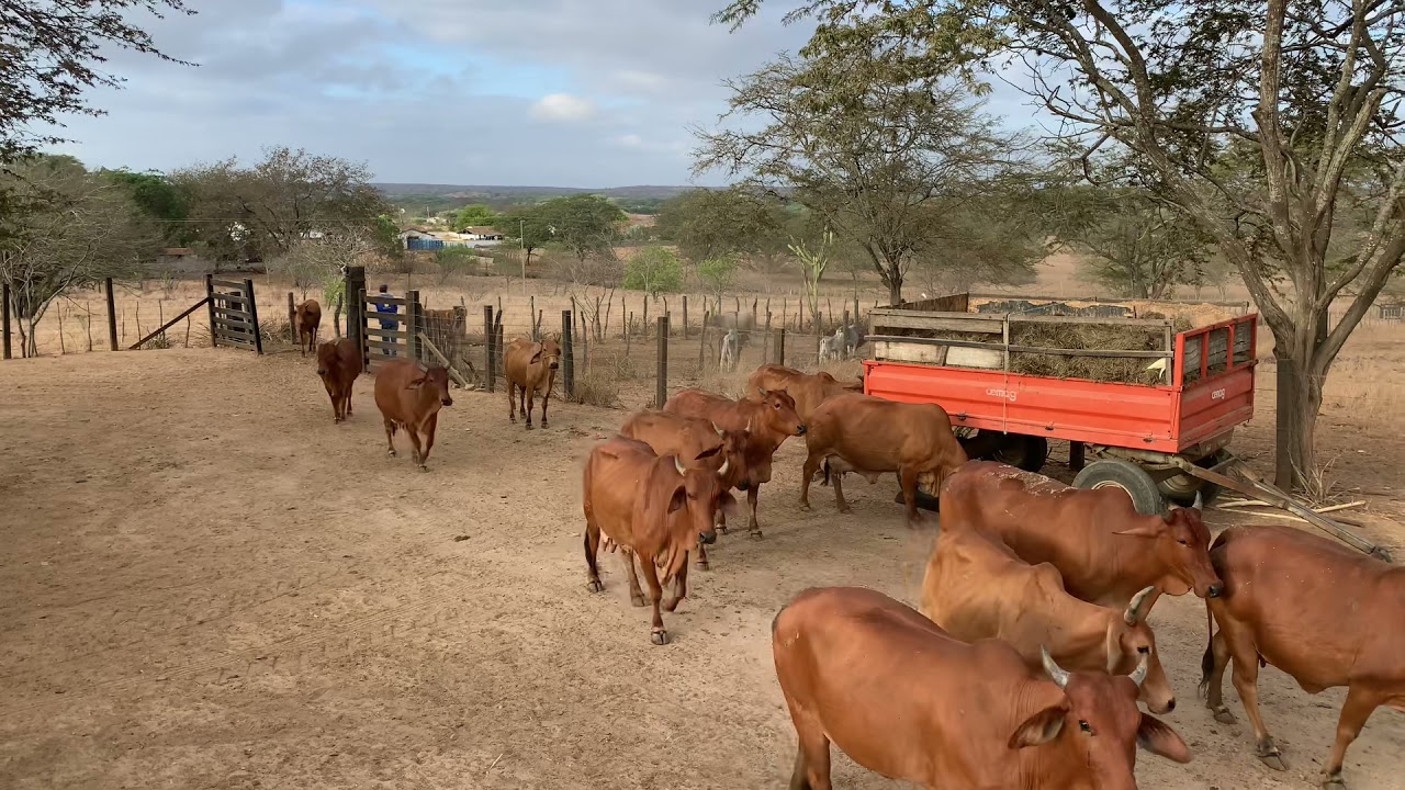 Aparte vacas do leite Guzerá e Sindi