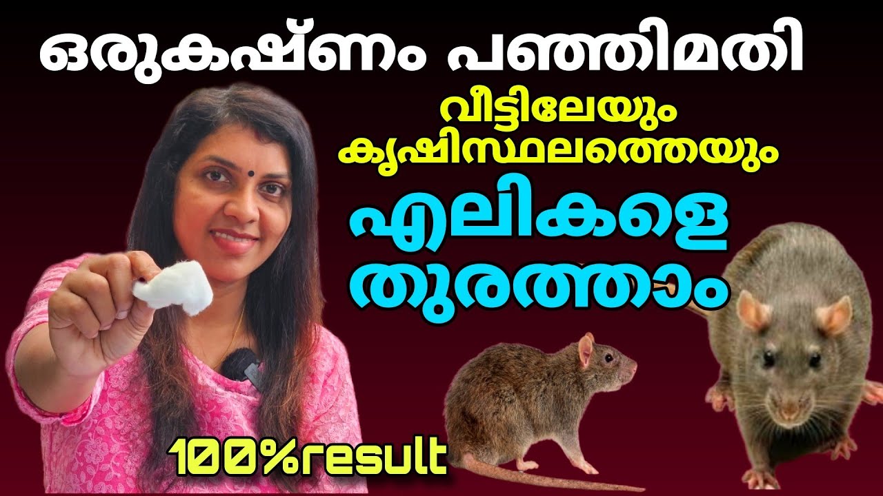 വീട്ടിലേയും കൃഷിസ്‌ഥലത്തെയും എലിയെ തുരത്താൻ ഒരുകഷ്ണം പഞ്ഞി മതി | Rat repellent with cotton |