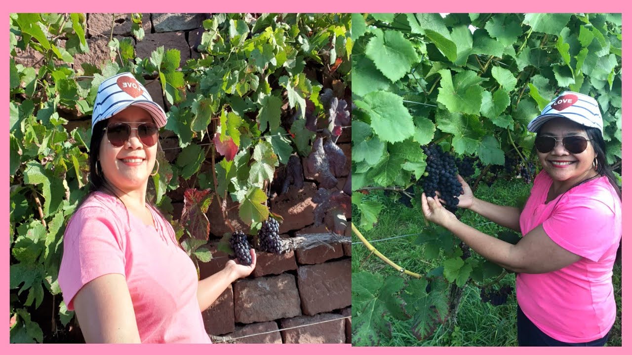 GRAPES FARM TOUR BY ANNIE