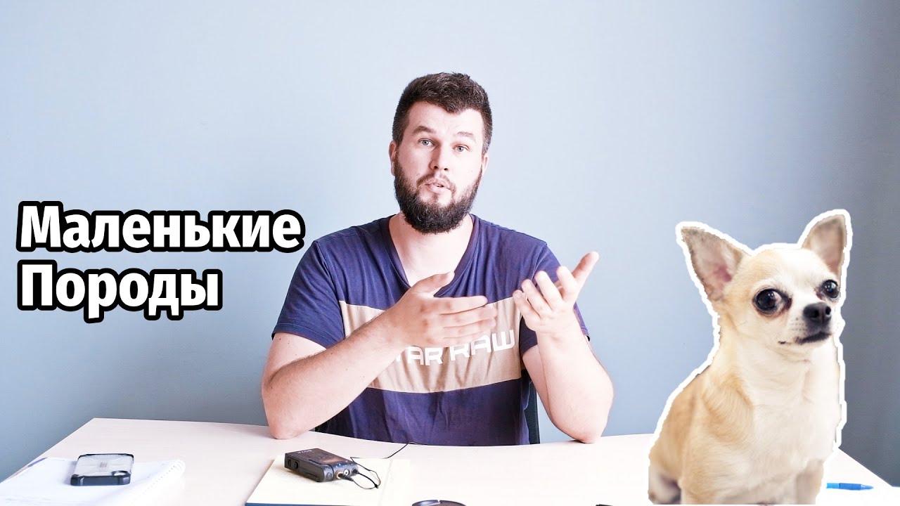 Натуральное питание маленьких пород собак