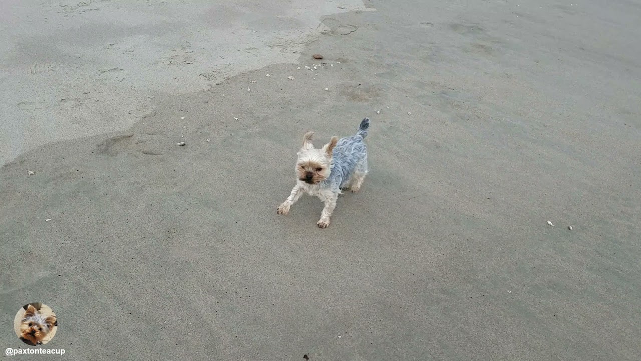Cute Little Doggy Has Fun At Beautiful Beach