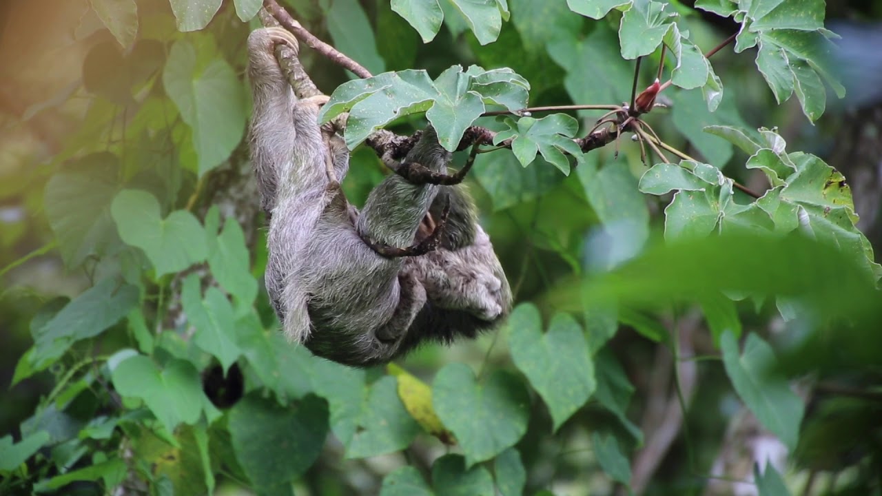Sloth with baby