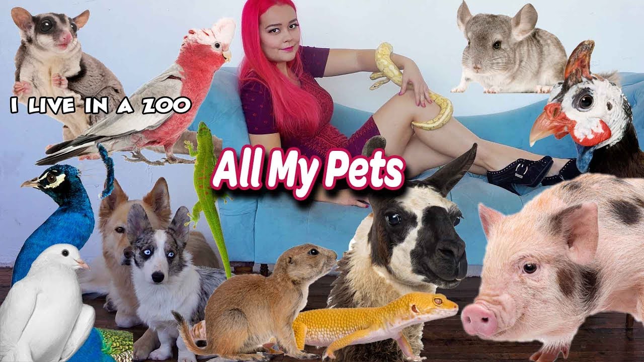 Все мои питомцы 2018 | Happy Tails Zoo