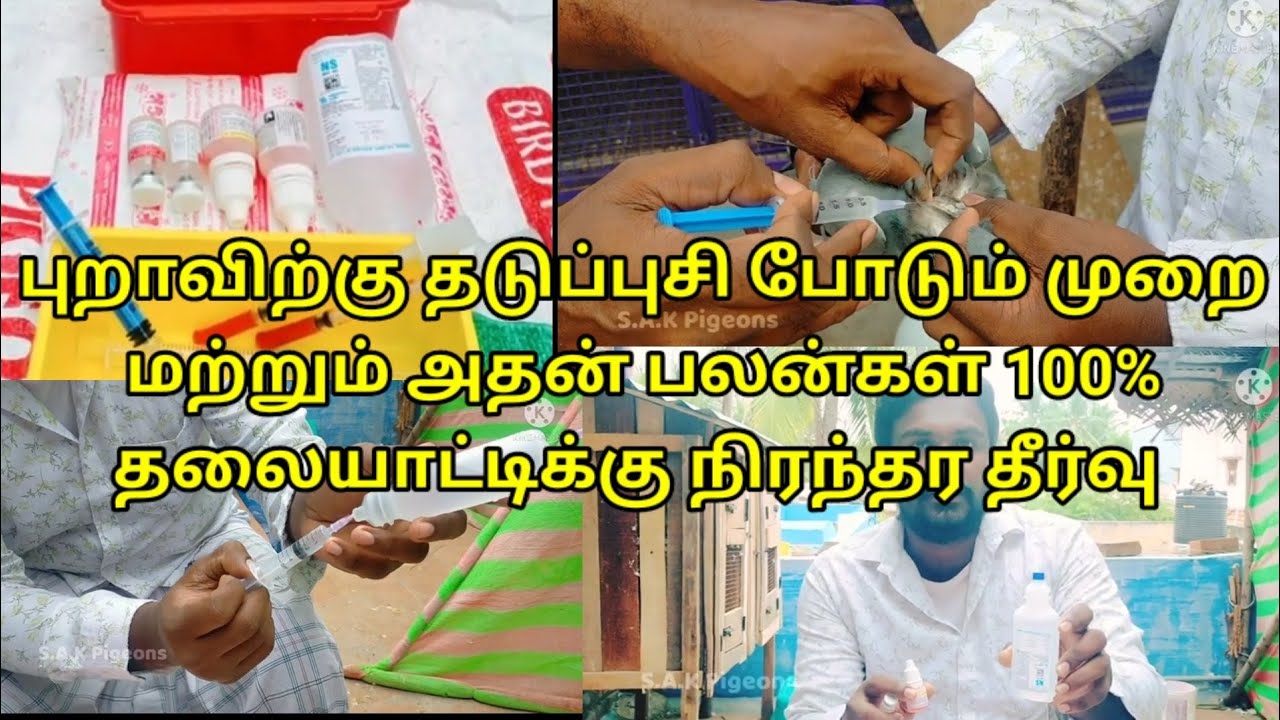 புறாவிற்கு தலையாட்டி, வெள்ளை கழிச்சல் நிரந்தர தீர்வு || Rdvk தடுப்பு ஊசி   போடும் முறை (vaccine)