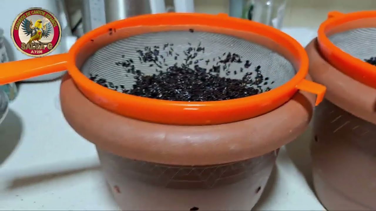 GERMINANDO NEGRILLO EN CASA