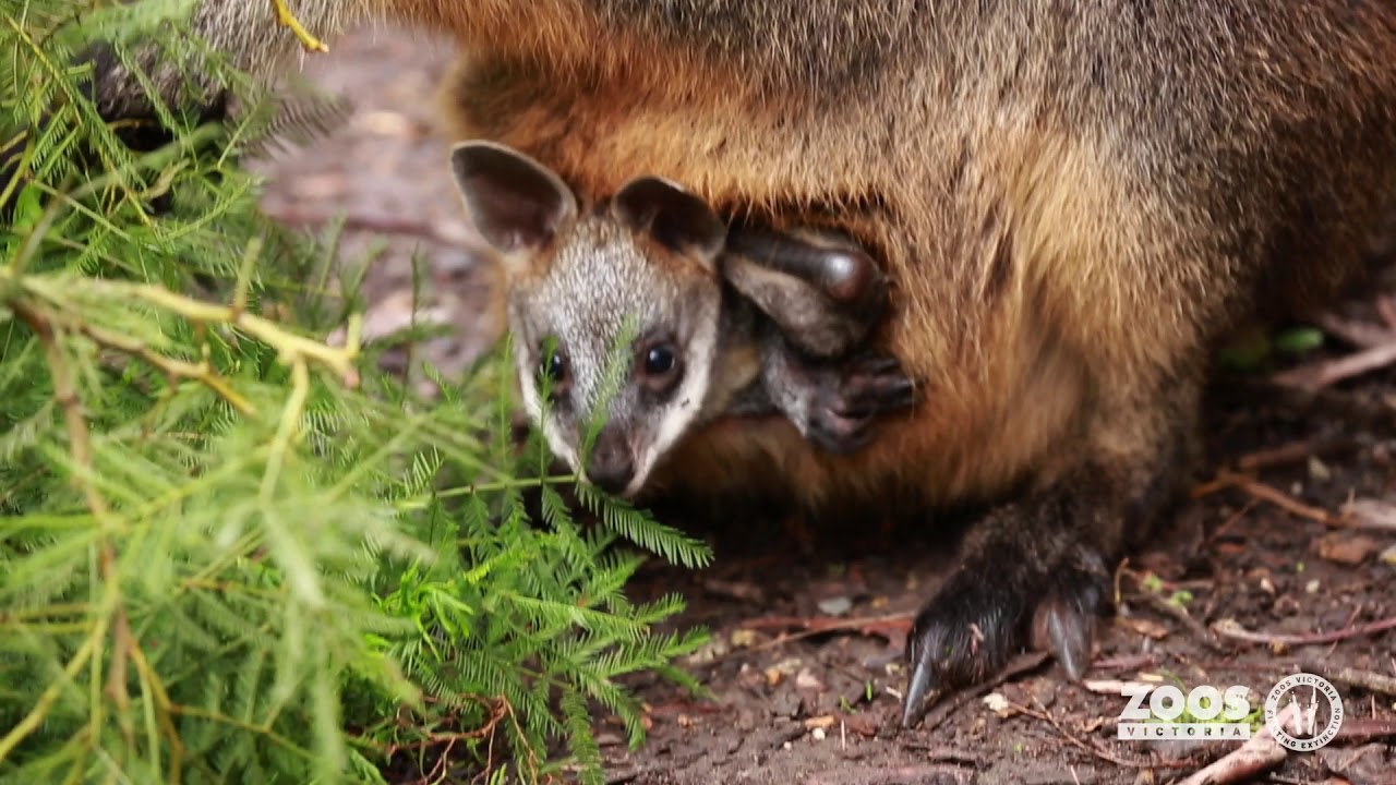 Wallaby joeys