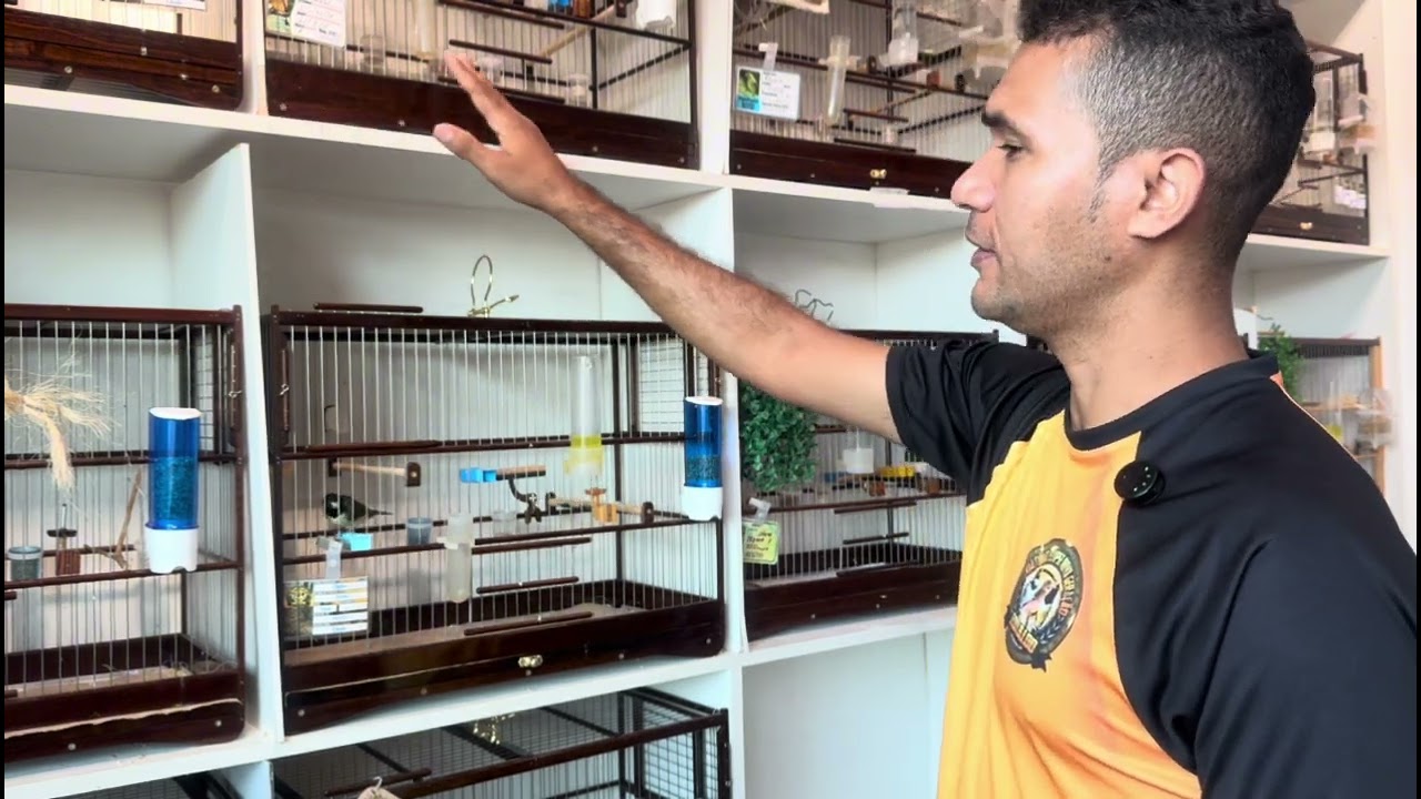 A expectativa da nossa# criação foi muito boa #coleiro #passaros #coleirosolto #passarinho #aves ￼