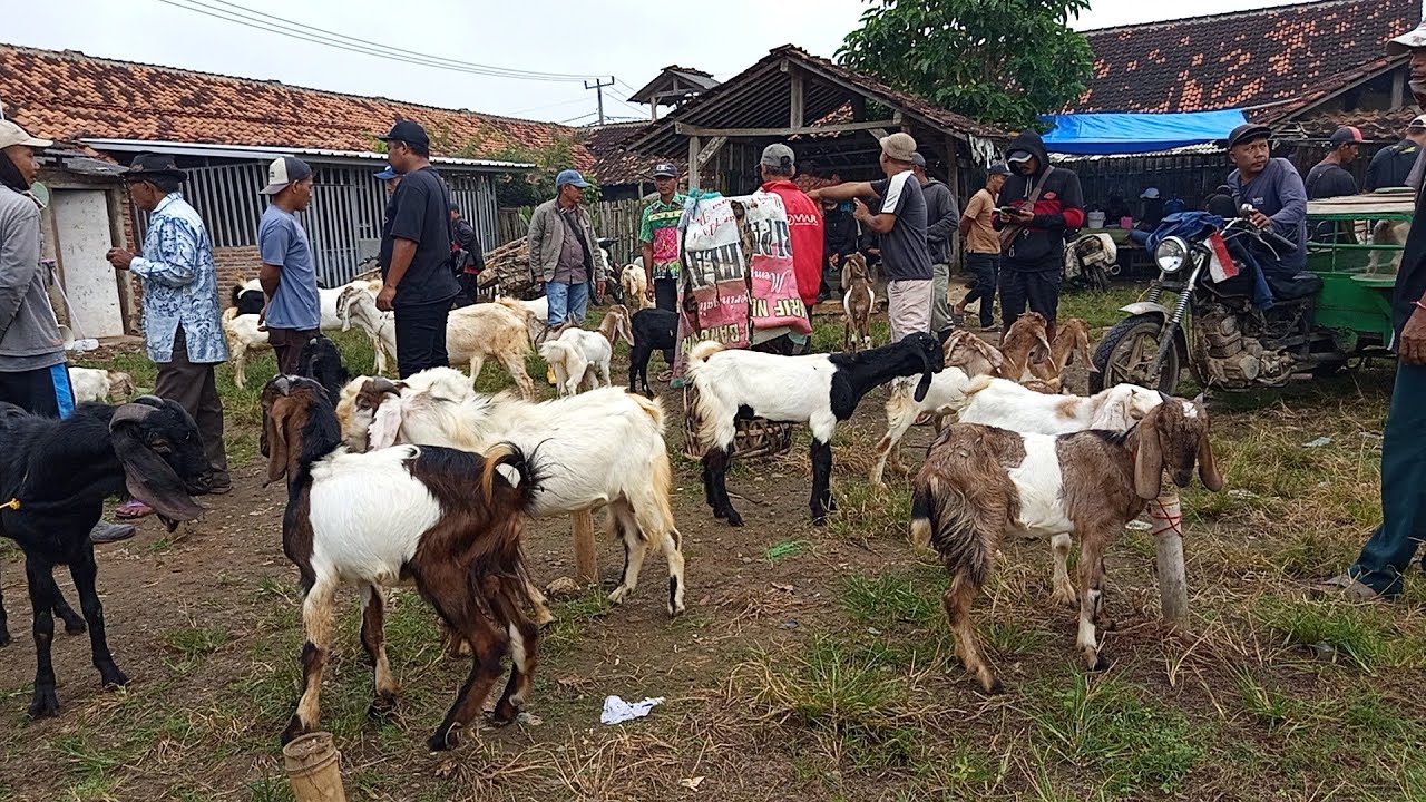 Berburu kambing bandot di pasar sukanegara