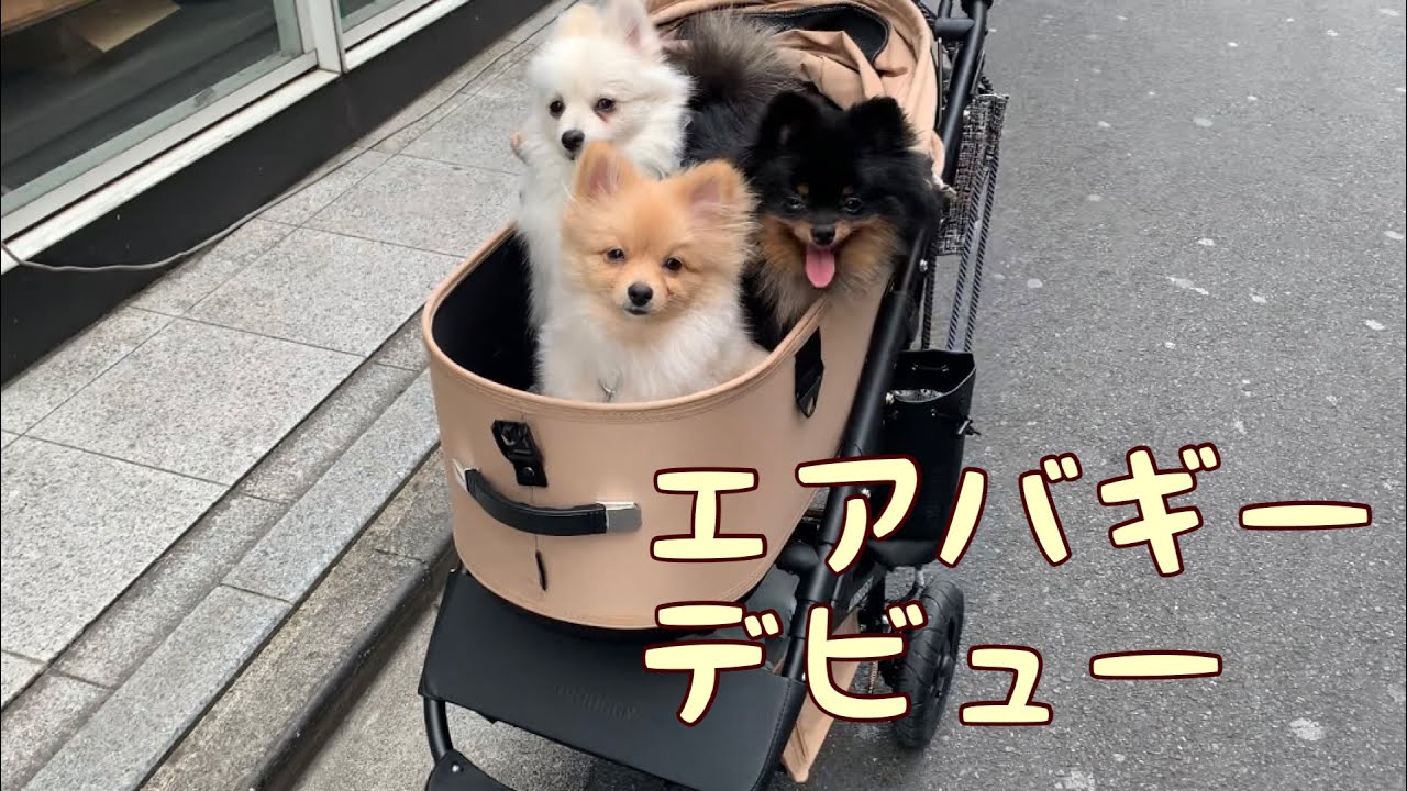 多頭飼い・ポメラニアン3匹のためにエアバギードーム3を購入しました！！　＃4