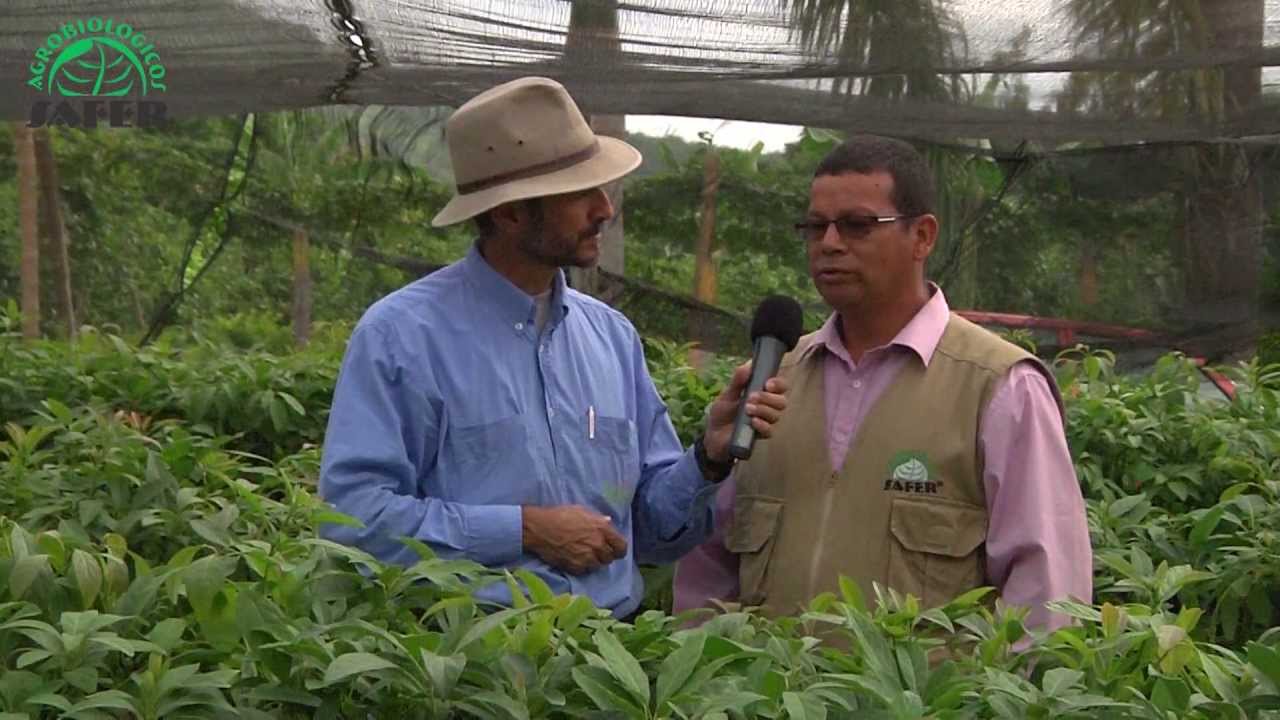Vivero safer
