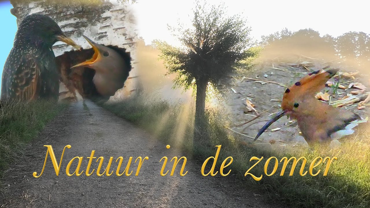 HOP en PUTTERS in NATUUR IN DE ZOMER