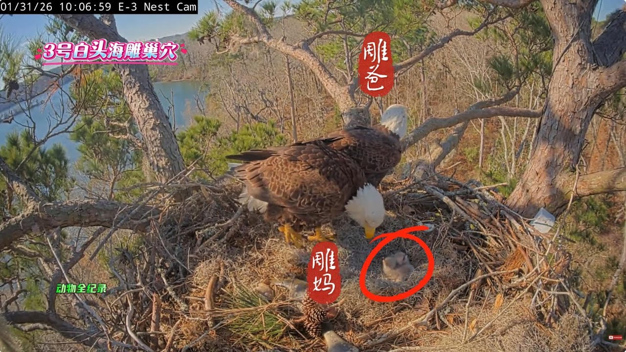 3号雕巢新雏诞生，能否打破厄运延续？New Chicks Hatched in Nest No. 3: Can They Break the Cycle of Misfortune?
