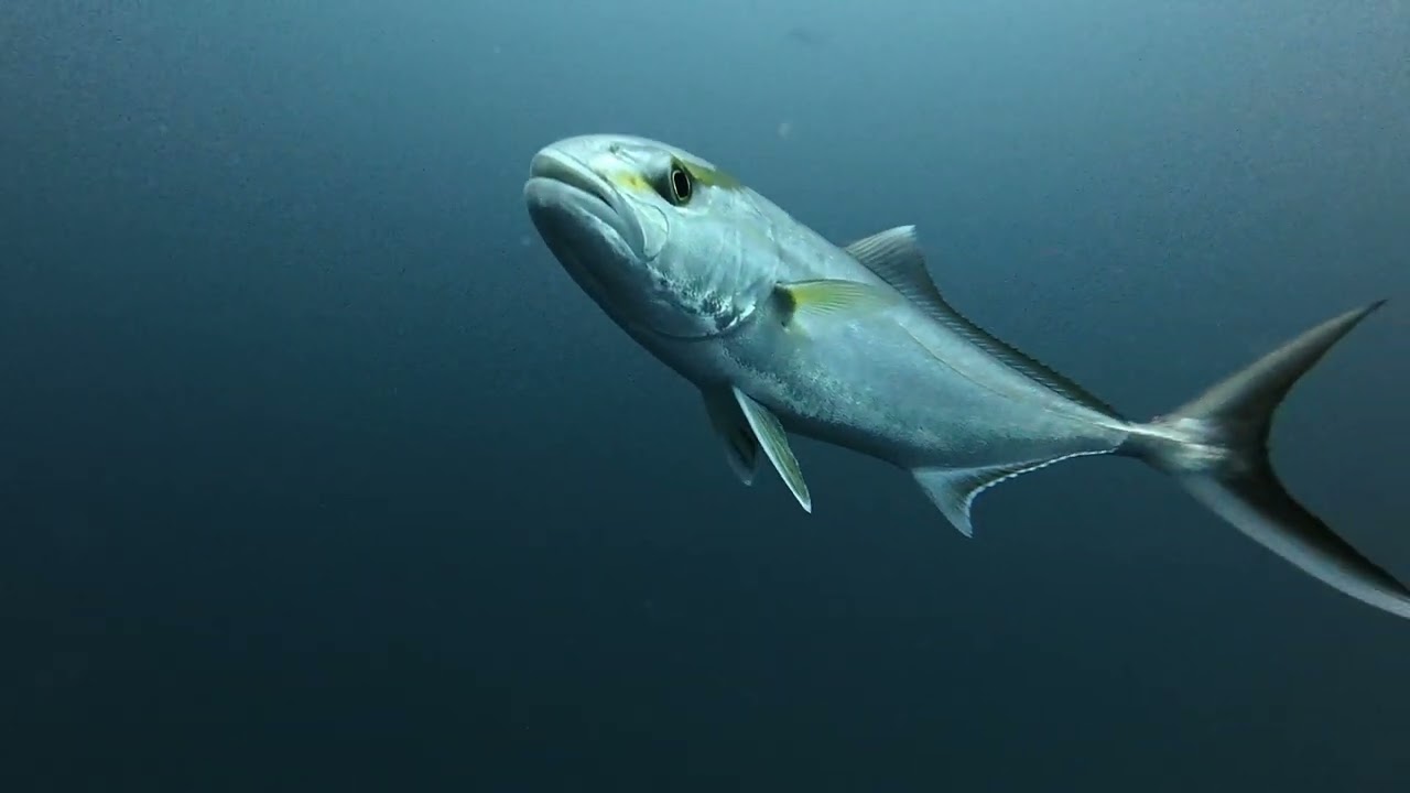 We dropped a underwater camera onto our local reefs, this is what we saw !