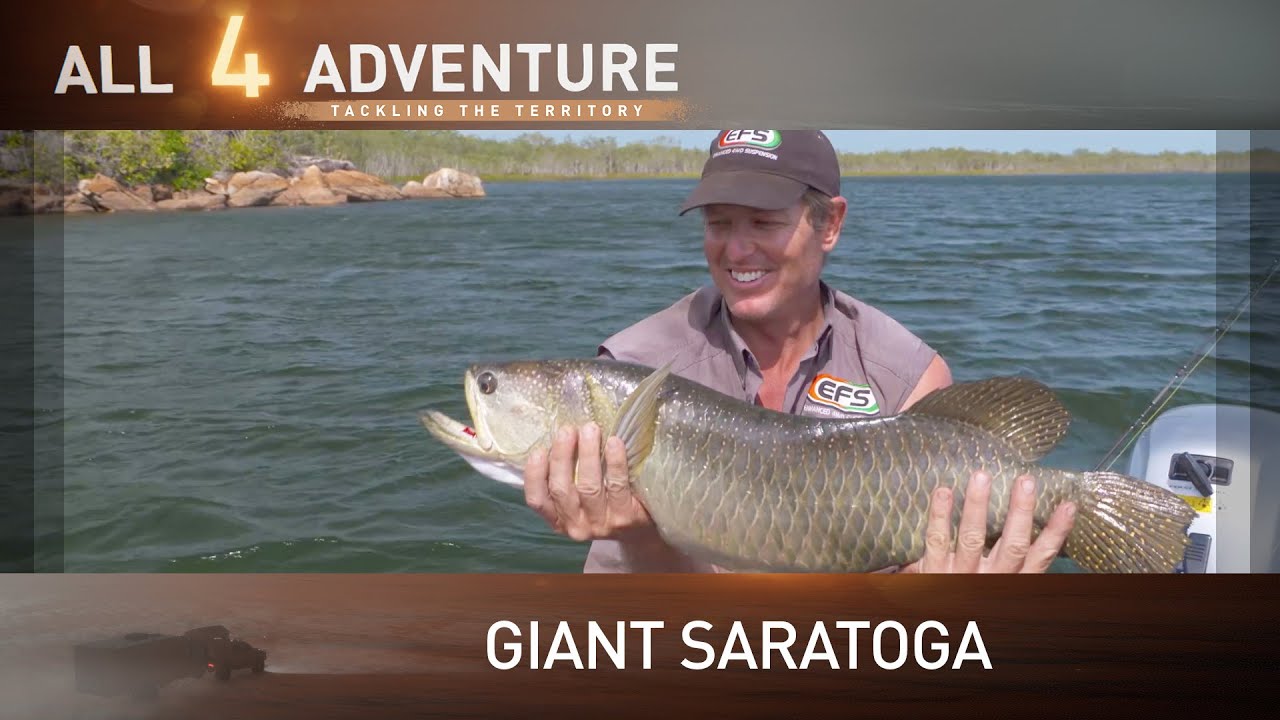Huge Northern Saratoga action on Groote Eylandt ► All 4 Adventure TV