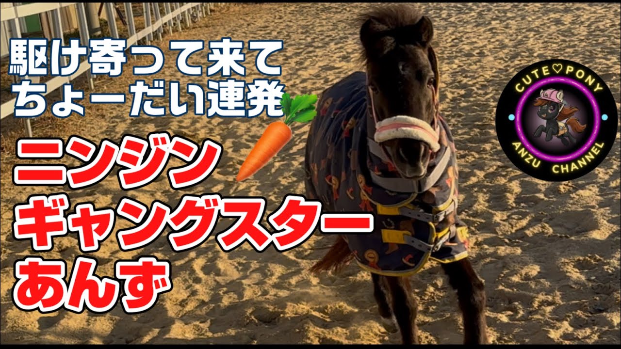 ニンジンギャングスターあんず誕生🥕