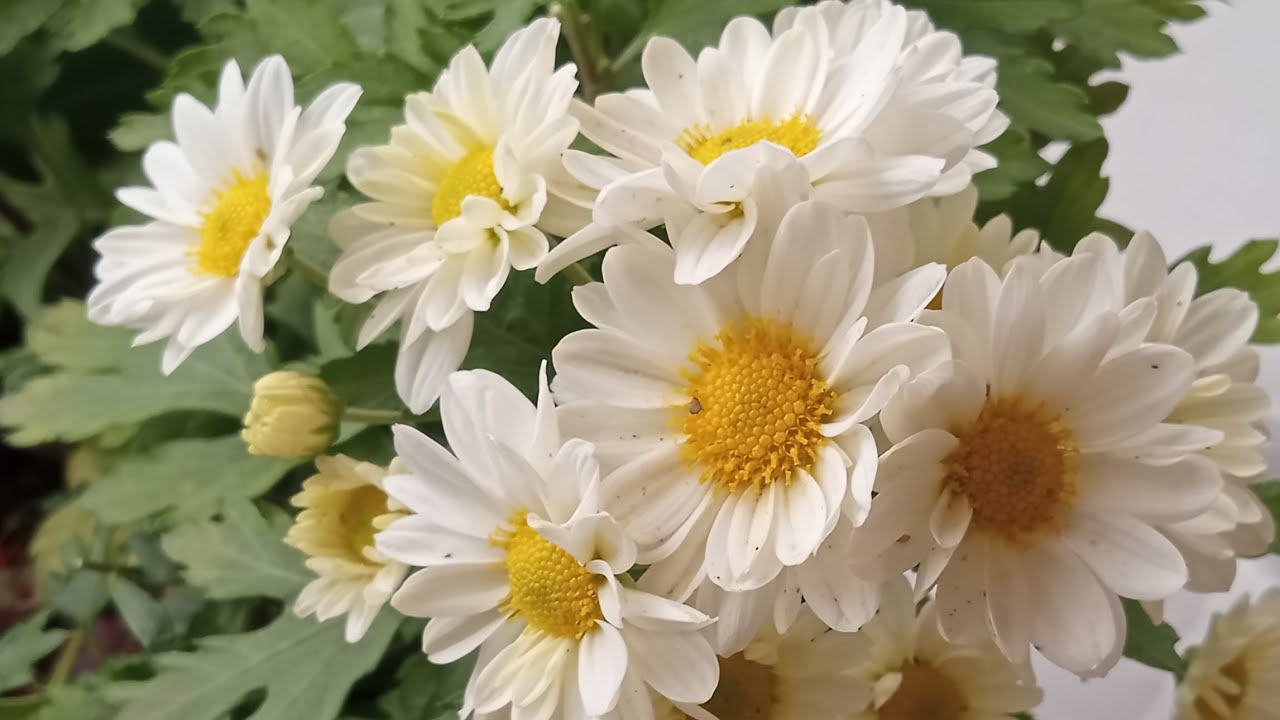 Rica flora&ccedil;&atilde;o do cris&acirc;ntemo 🥰