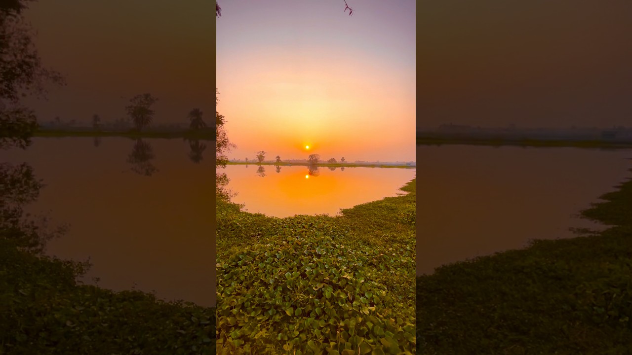 Stunning Village Sunset by the Lake | Natural Golden Sky & Floating Water Lilies 