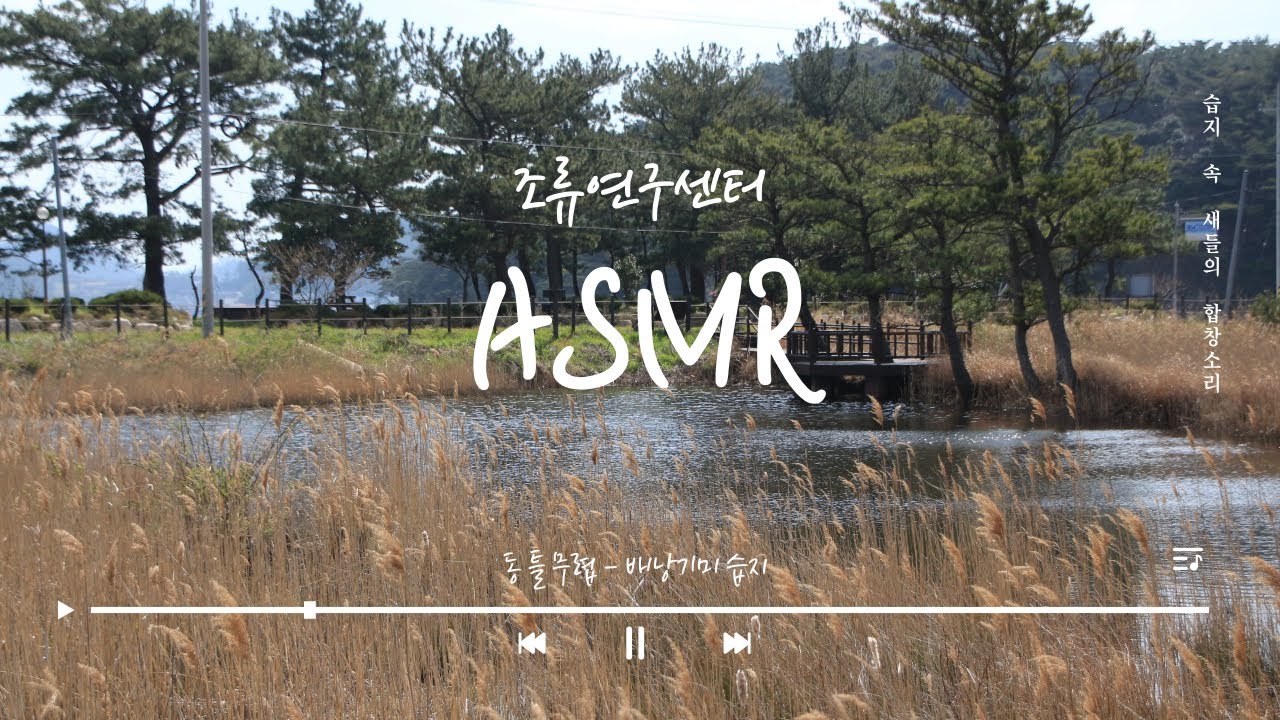 ASMR l 새소리를 들으면서 일어나는 기분이란? in 배낭기미습지