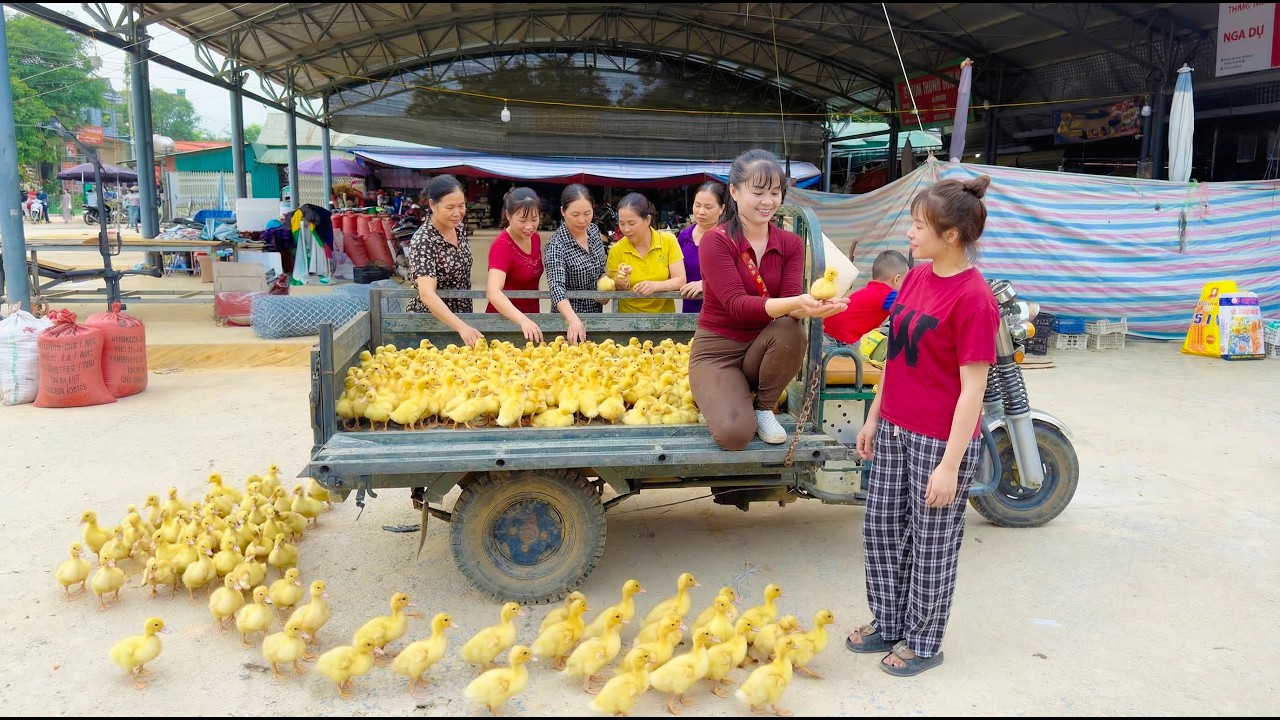 Buy Lots Of Ducklings From Farmer, Use 3-Wheeled Truck Transport Duckling Go To Market Sell