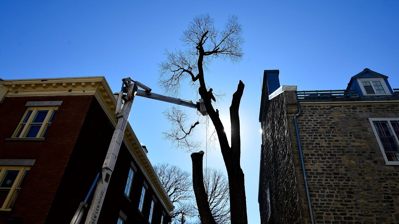 Début de l’abattage de l’arbre au boulet du Vieux Québec