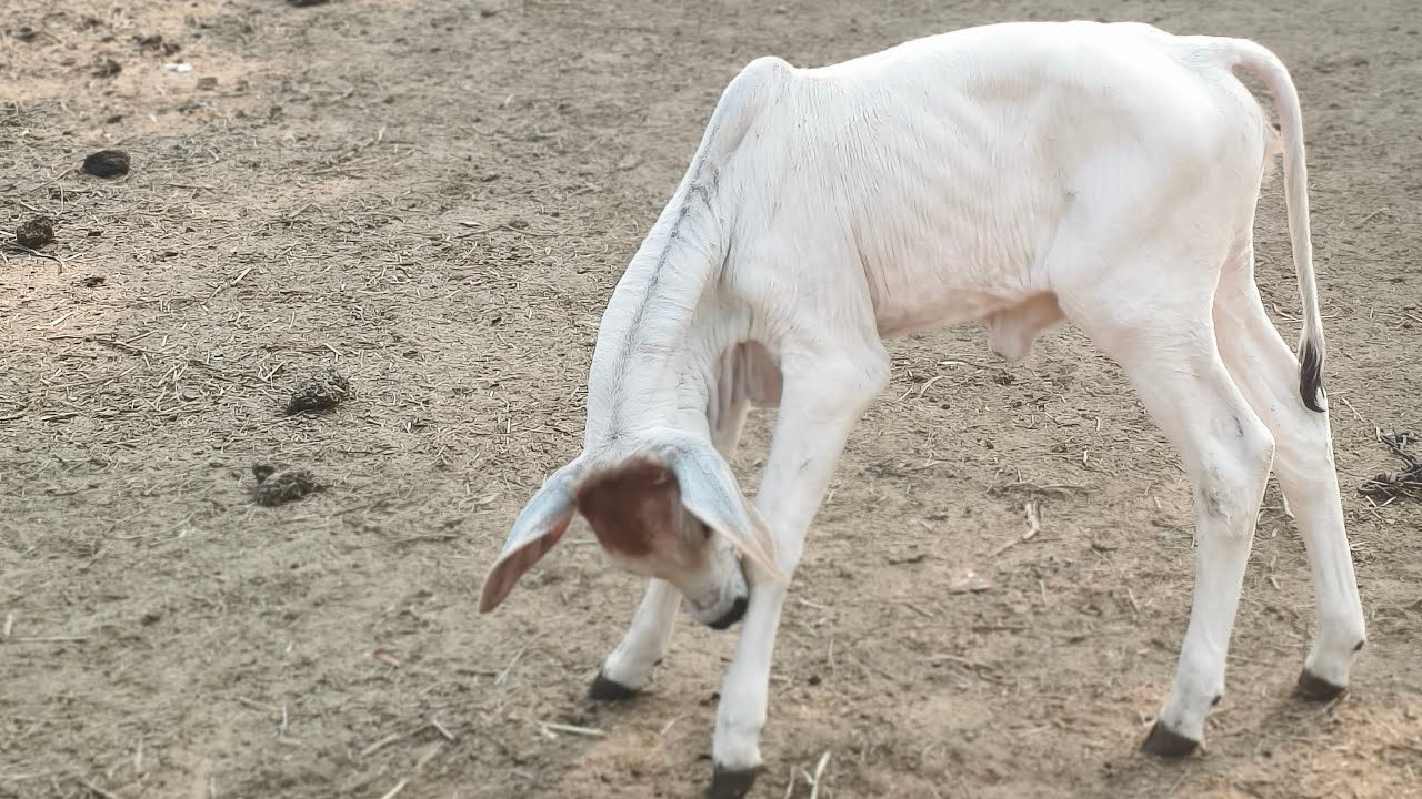 cow is tha best is live! KYA AAP IN KO SAMBHAL PAYEN GE 🔥😲🐄