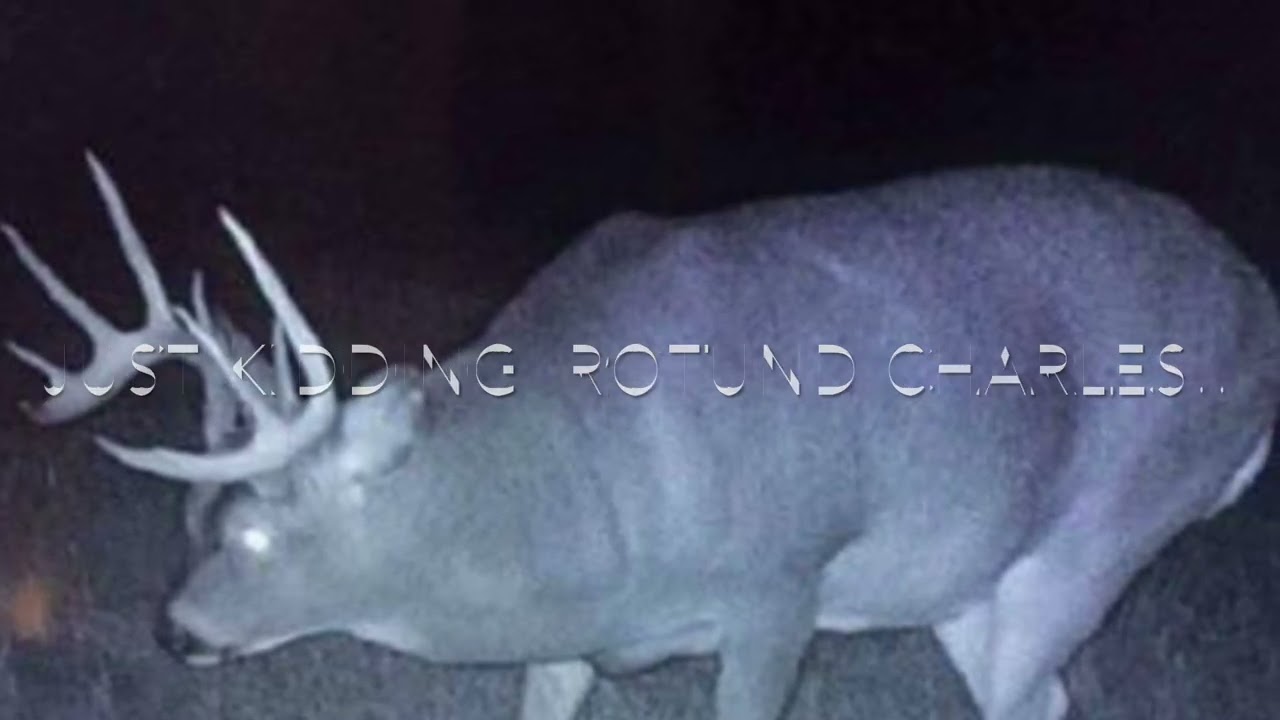 Scary Deer Jumpscare (Rotund Charles Moment.)