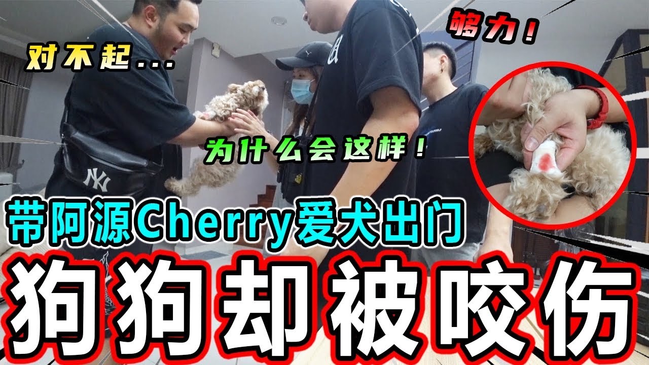 【紧急状况】带阿源Cherry的Onni出门....但是Onni无意间却被咬伤！！！Cherry紧张的爆哭？!