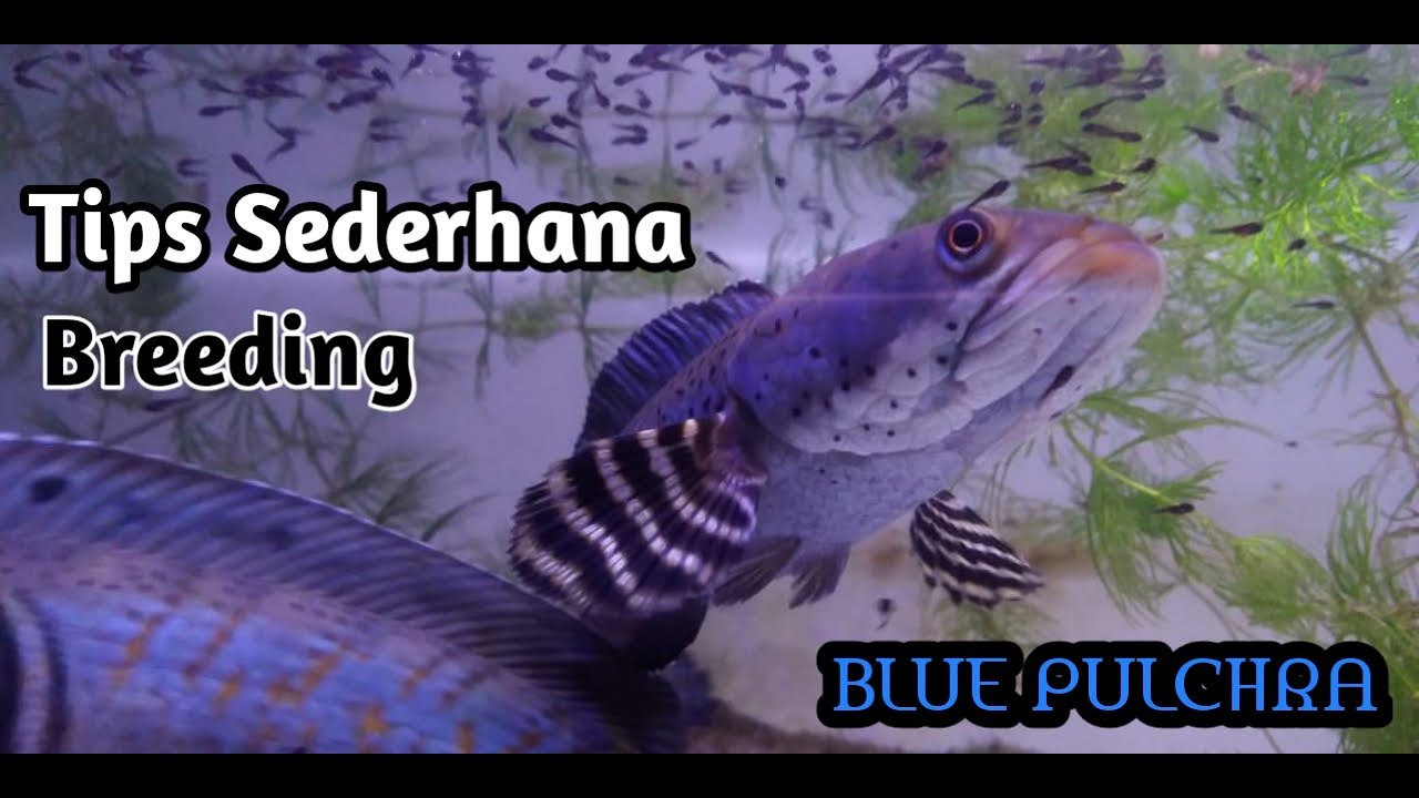 TIPS SEDERHANA BREEDING CHANNA BLUE PULCHRA #7