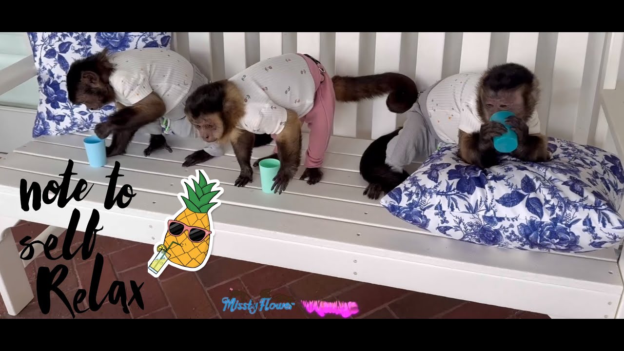 3 Monkeys relaxing  or not 😂 & eating granola in the porch ♥️♥️♥️🐒