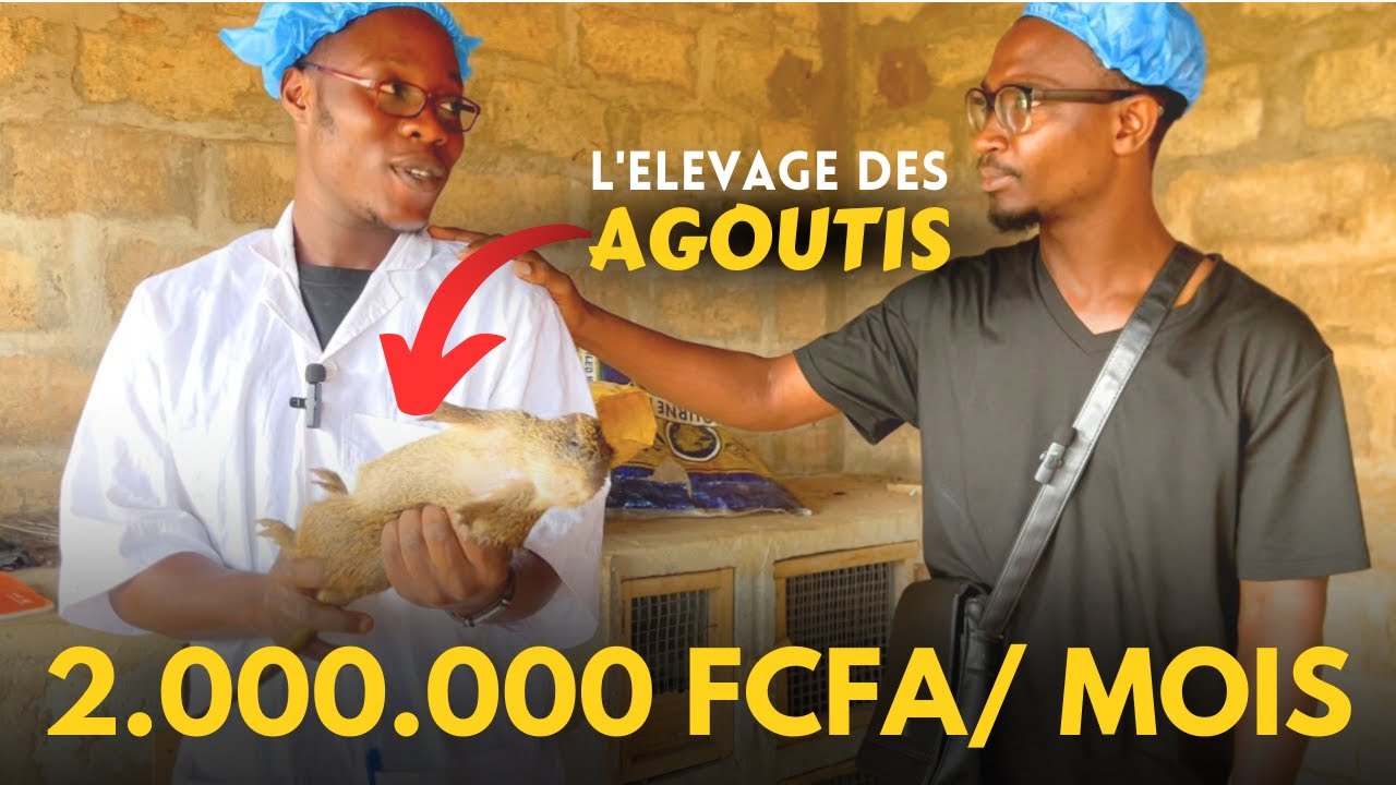Gagner de l'argent avec les AGOUTIS : l'élevage qui rapporte en Afrique