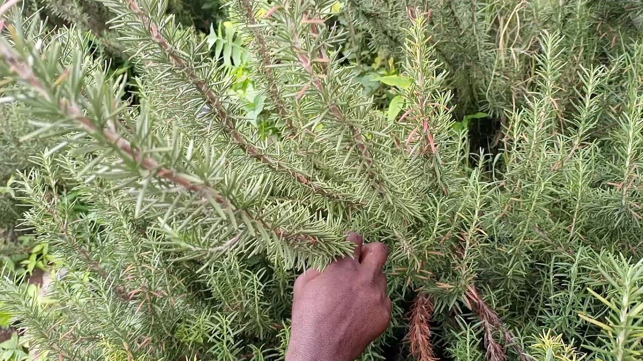 Lilino Edagala Baliyita ROSEMARY Obadde Okimanyi Nti ROSEMARY Bwati Bwafanana